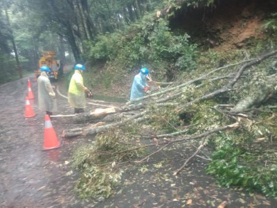 大雪山林道31.8k倒木處理