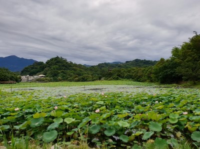 藍天白雲映照荷花池