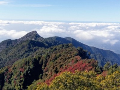 稍來山楓紅