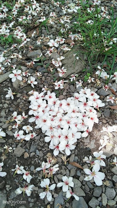 八仙山國家森林遊樂區五月雪的浪漫