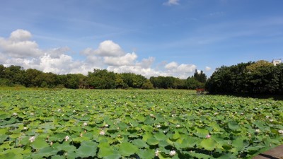 中部地區最佳賞荷景點-東勢林業文化園區