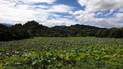 東勢林業文化園區荷花池