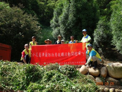 防除小花蔓澤蘭，除蔓換現金