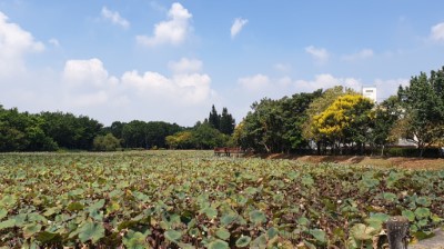 藍天白雲初秋景色