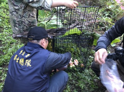 於誘捕籠中放入食物誘引