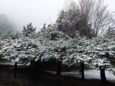 小雪山資訊站前冷杉1