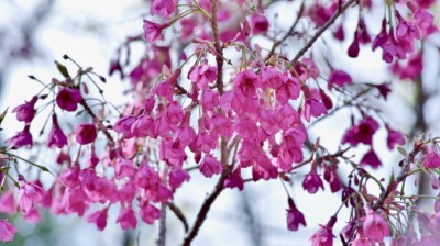 大雪山森林遊樂區山櫻花綻放