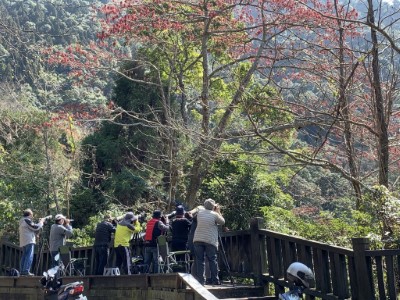 大雪山林道23K賞鳥平台是知名賞鳥熱點