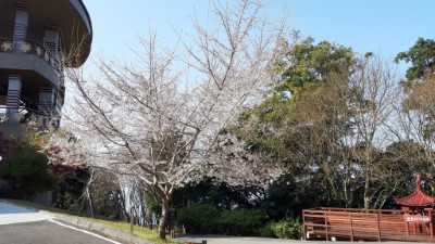 大雪山霧社櫻