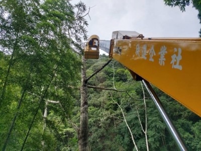 危木處理 維護林道