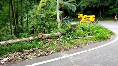 危木處理 保障遊客行車安全