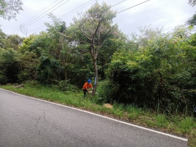 危木處理 避免倒木影響交通及保護行車安全