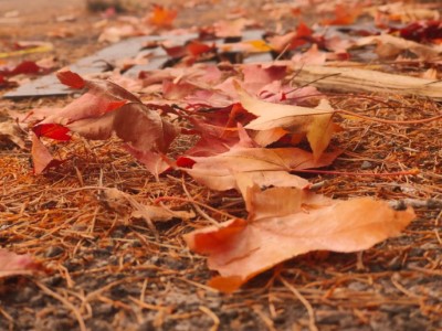 紅葉及松針