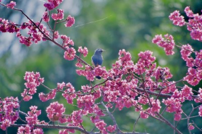 櫻花林