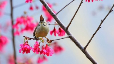 大雪山-山櫻花與冠羽畫眉