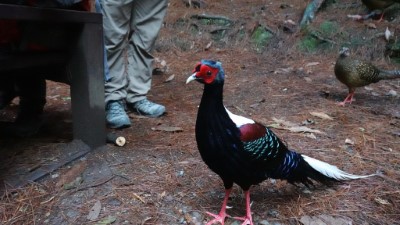 藍腹鷴公鳥與母鳥與遊客相見歡