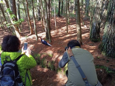 桃山瀑布步道藍腹鷴