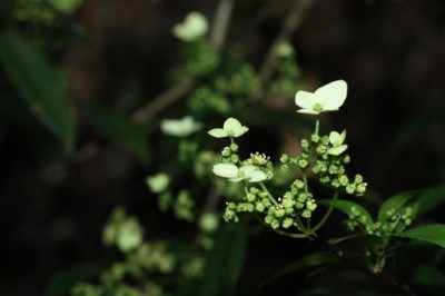 八仙山的華八仙