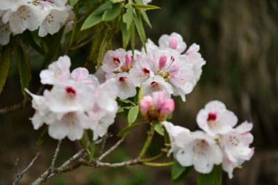 玉山杜鵑