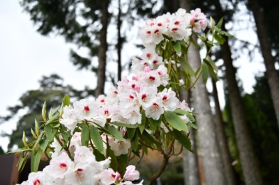 玉山杜鵑美麗身影