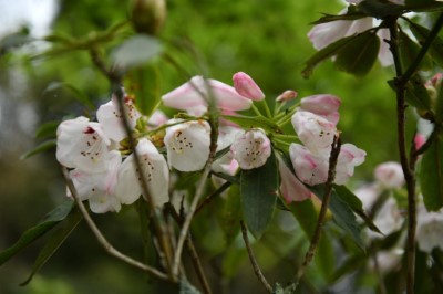 玉山杜鵑花包