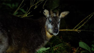 臺灣野山羊