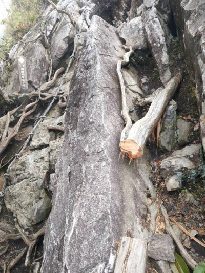 樹根遭切鋸