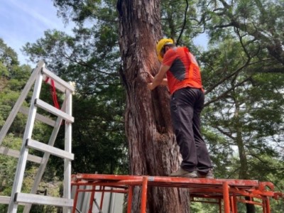 臺灣肖楠心材腐朽部清除作業