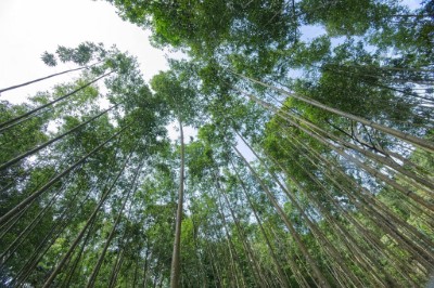 八仙山竹林