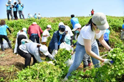 防除外來種小花蔓澤蘭