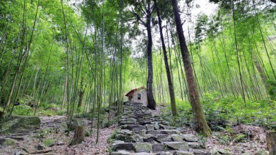 八仙山竹林