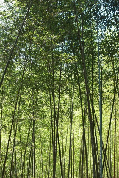 八仙山「聊癒森心」活動