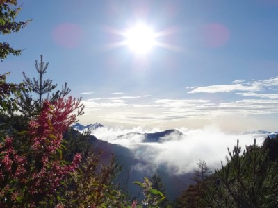 大雪山虎杖