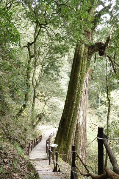 小神木步道