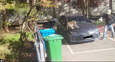 遊客與獼猴衝突畫面