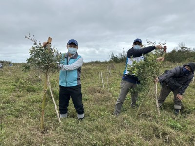 將白千層扶正並用支架固定