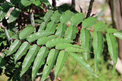 食茱萸(紅刺蔥)