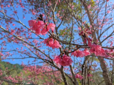 山櫻花