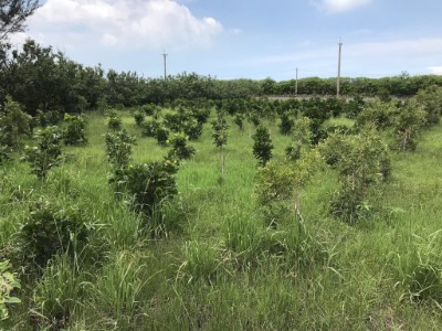 清水區高北段植樹苗