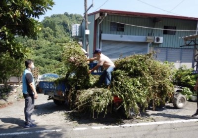 小花蔓澤蘭收購 歡迎一起踴躍響應