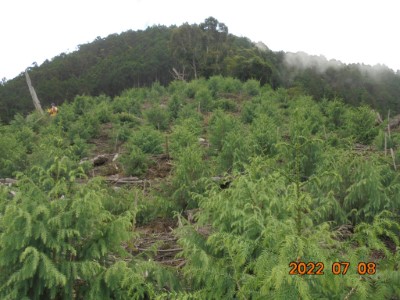 伐木跡地新植造林