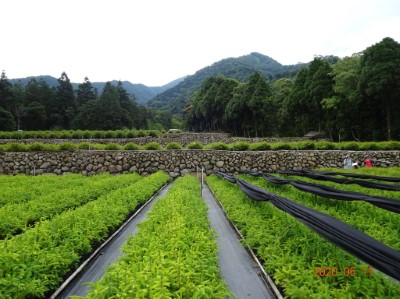 苗圃化學藥劑減量管理