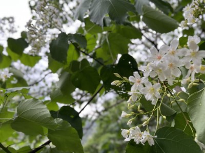 八仙山油桐花