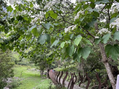 八仙山油桐花