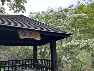 八仙山油桐花盛開