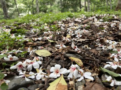 八仙山浪漫油桐花