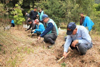 種植100株臺灣山茶