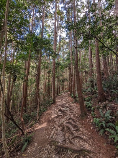 八仙山主峰步道