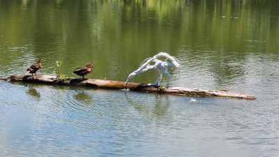 水鳥雕刻作品《－覓－棲－渡－》與鳥兒和諧共存畫面