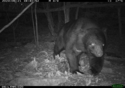 夜間黑熊活動影像